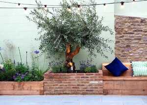olive tree and sleeper bed