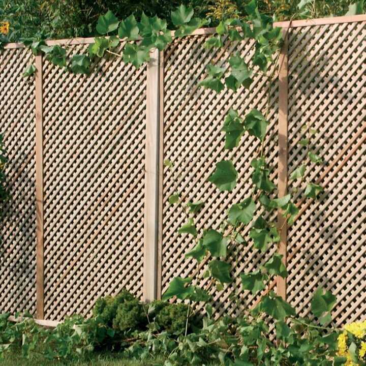 Wooden lattice fence with climbing plants and green foliage at the base.