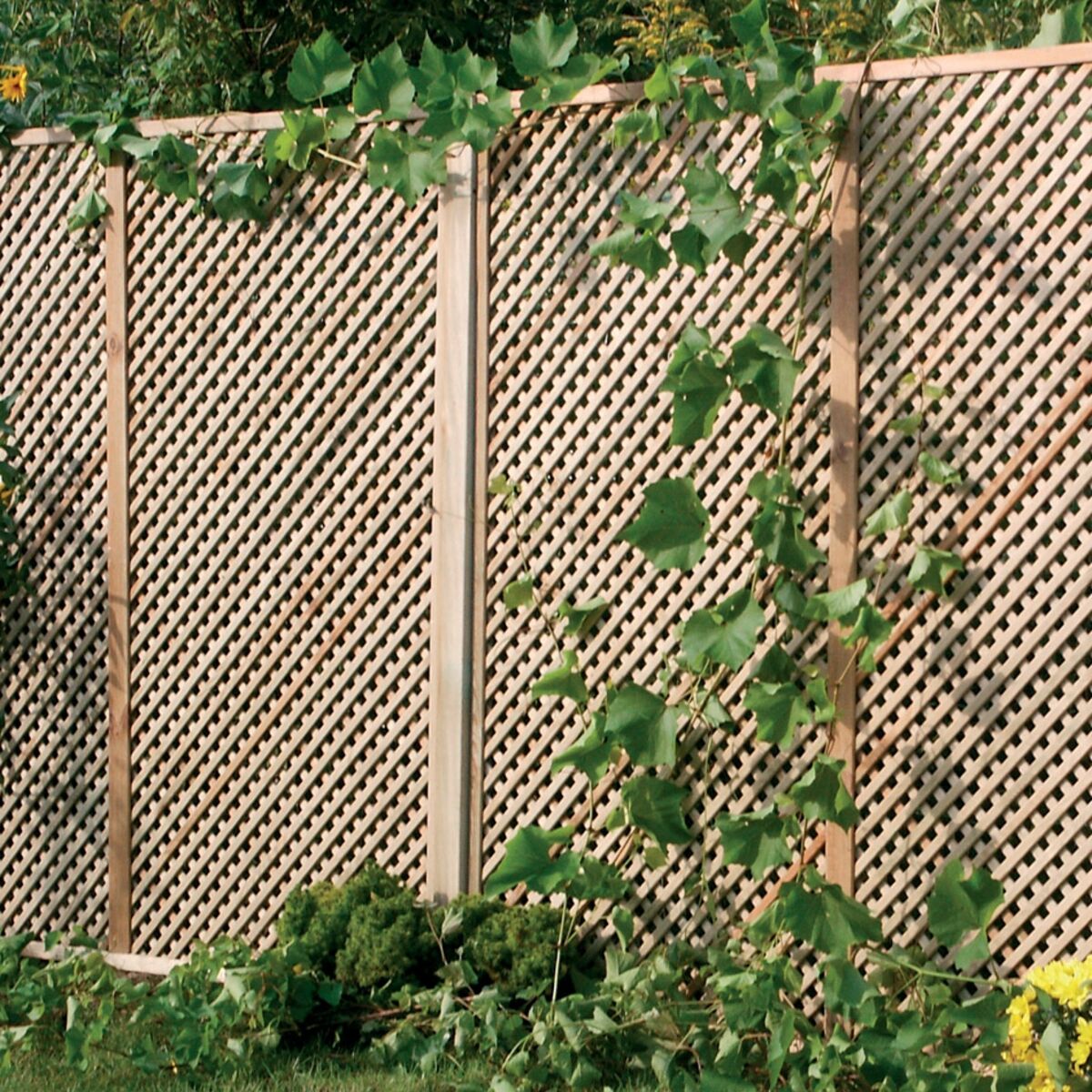 Norman Trellis 30051.jpg