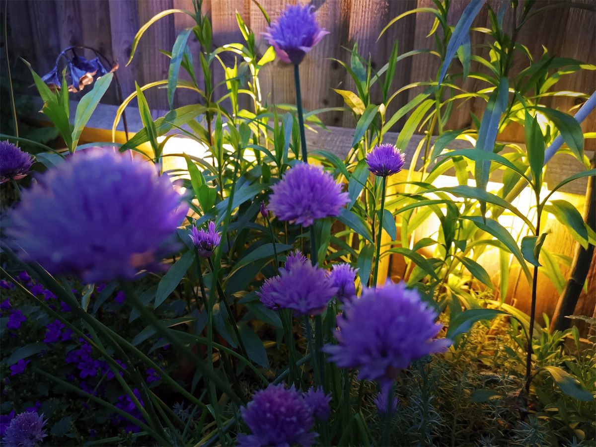 Spot light close up plants.jpg