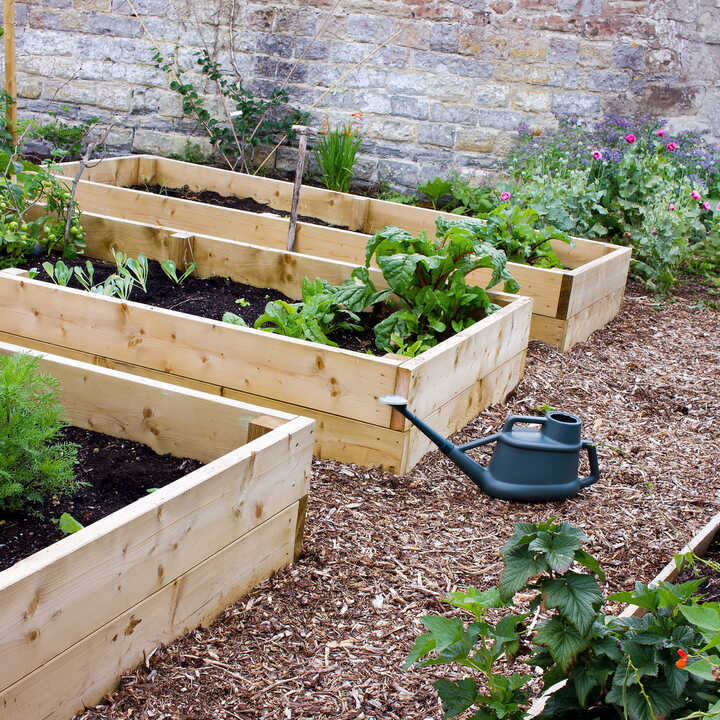 Wooden raised garden beds with various plants and a watering can on gravel path.