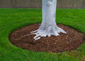 woodland mulch around a tree