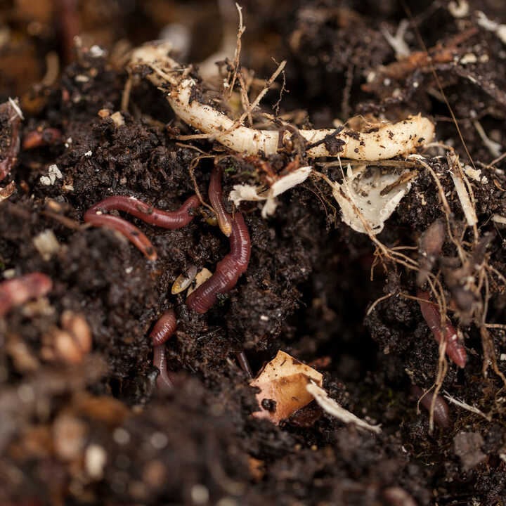 Close-up of dark soil with red worms and organic matter mixed in.