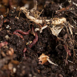 Close-up of dark soil with red worms and organic matter mixed in.