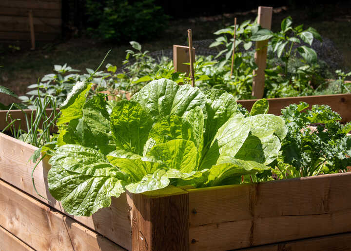 Building Raised Beds