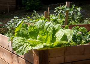 Building Raised Beds