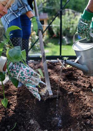 People planting a tree in soil and watering it in a garden setting.