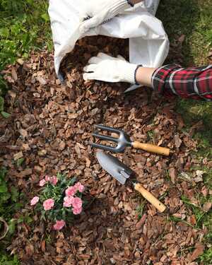 Hands in gloves spreading mulch around pink flowers and gardening tools on the ground.