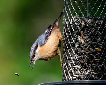 Animals & Wildlife Products