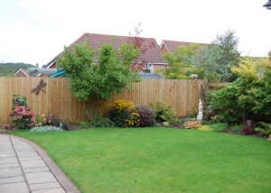 garden with feather edge fencing