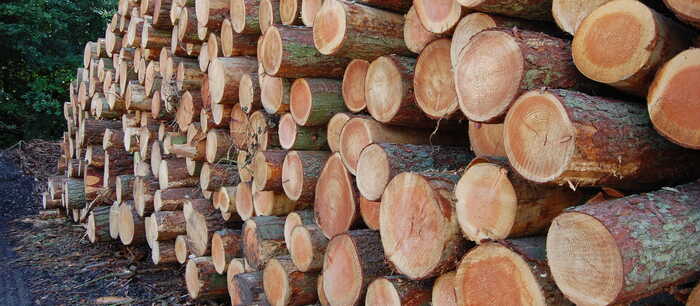 stacked logs at Fountain Timber