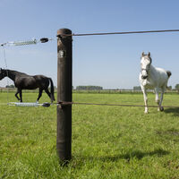 Dura2 stake with horses