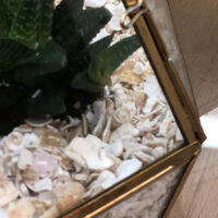 Eco Shells - Terrariums_LS WEB1.jpg