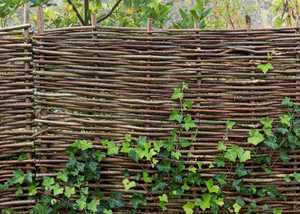 hazel hurdles hazel hurdles
