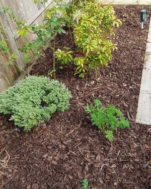Garden bed with green plants and mulch, alongside a wooden walkway.