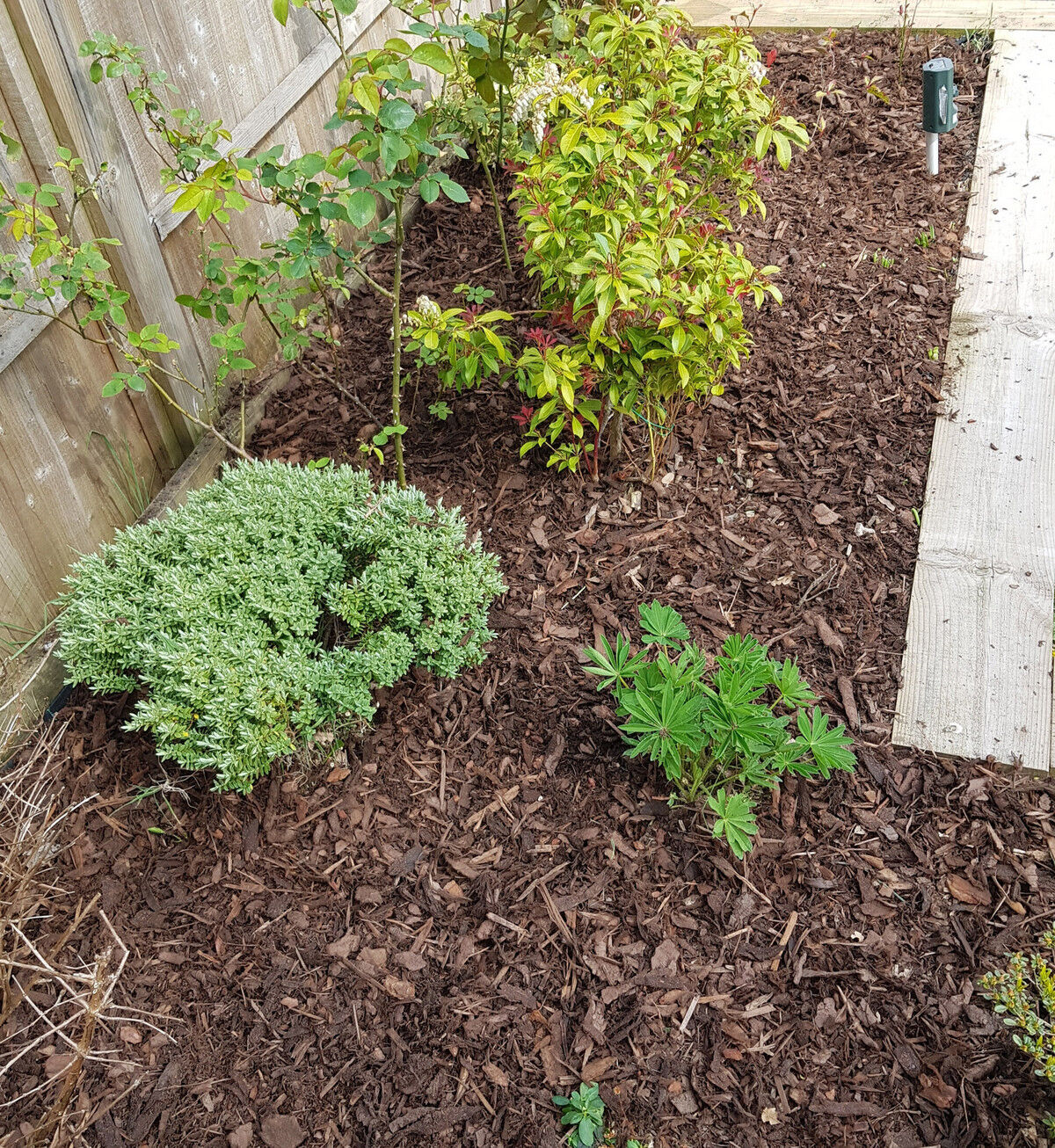 ornamental bark web.jpg