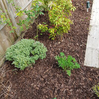 ornamental bark web.jpg