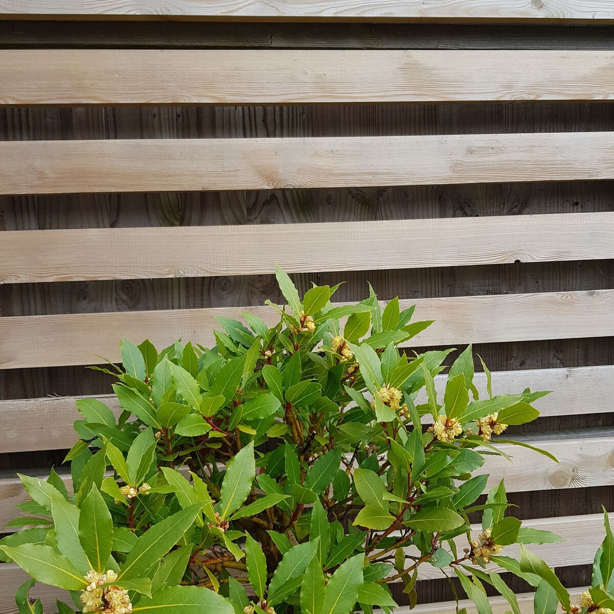 planed batten - 1500x1500.jpg