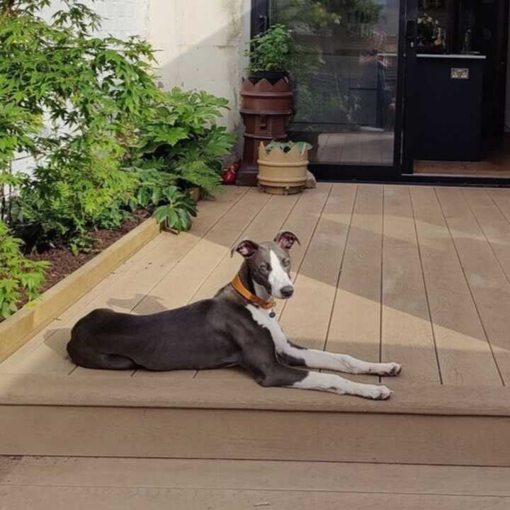 A dog lies on a Millboard compsite deck surrounded by greenery, with a door in the background.