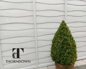 Painted white fence behind a potted conical shrub.